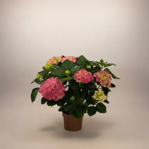 Ortanca Bitkisi