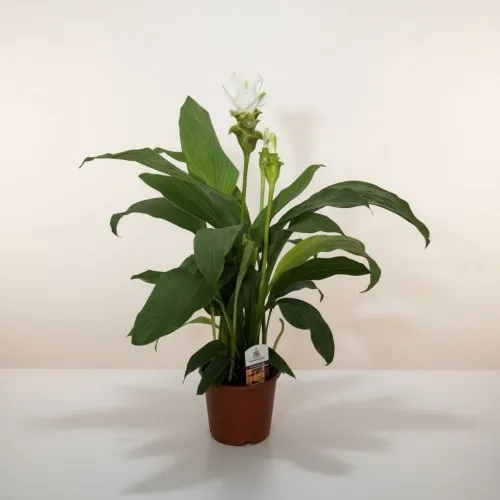 Curcuma Bitkisi