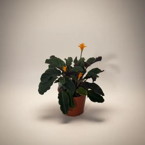 Calathea Crocata – Dua Çiçeği